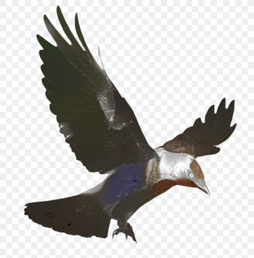 Eagle Bird, PNG, 1023x1036px, Crow, Accipitridae, American Crow, Beak, Bird Download Free