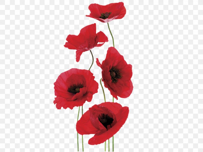 Common Poppy Sticker Remembrance Poppy Wall Decal, PNG, 1000x751px, Poppy, Artificial Flower, Common Poppy, Coquelicot, Cut Flowers Download Free