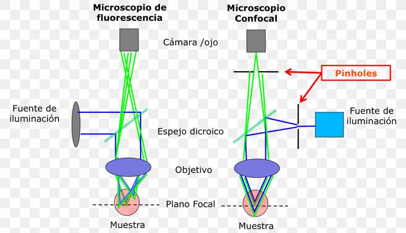 Confocal Microscopy Fluorescence Microscope Optical Microscope, PNG, 1536x884px, Confocal Microscopy, Antonie Van Leeuwenhoek, Aperture, Area, Biology Download Free