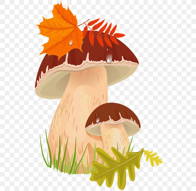 Edible Mushroom Boletus Edulis Clip Art, PNG, 546x800px, Edible Mushroom, Art, Autumn, Boletus, Boletus Edulis Download Free