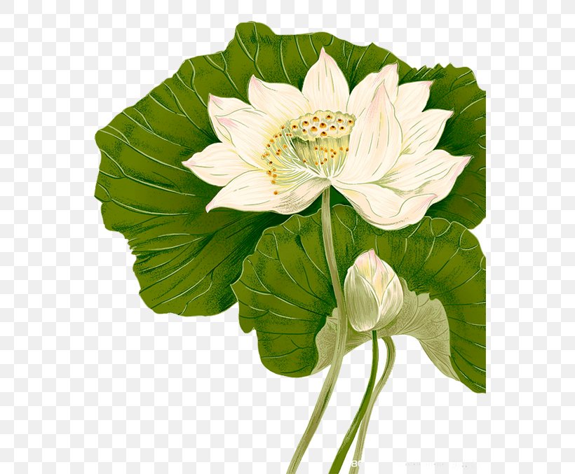 Lotus, PNG, 567x677px, Aquatic Plant, Annual Plant, Cut Flowers, Drawing, Floral Design Download Free