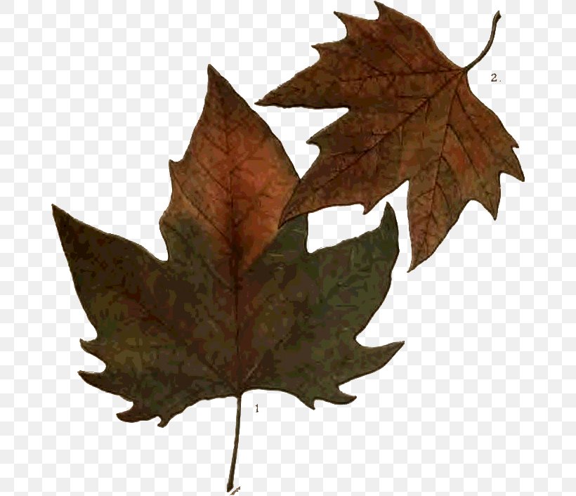 Maple Leaf Adobe Photoshop Autumn Photography, PNG, 675x706px, Maple Leaf, Autumn, Gimp, Leaf, Maple Tree Download Free
