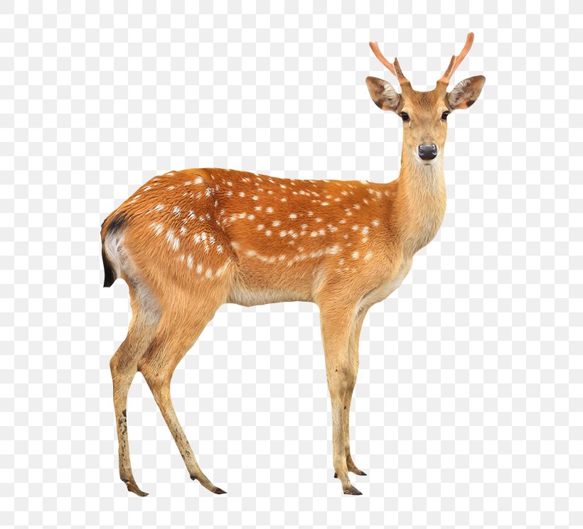 Musk Deer White-tailed Deer Animal Antler, PNG, 650x745px, Deer, Animal, Antler, Fauna, Fawn Download Free