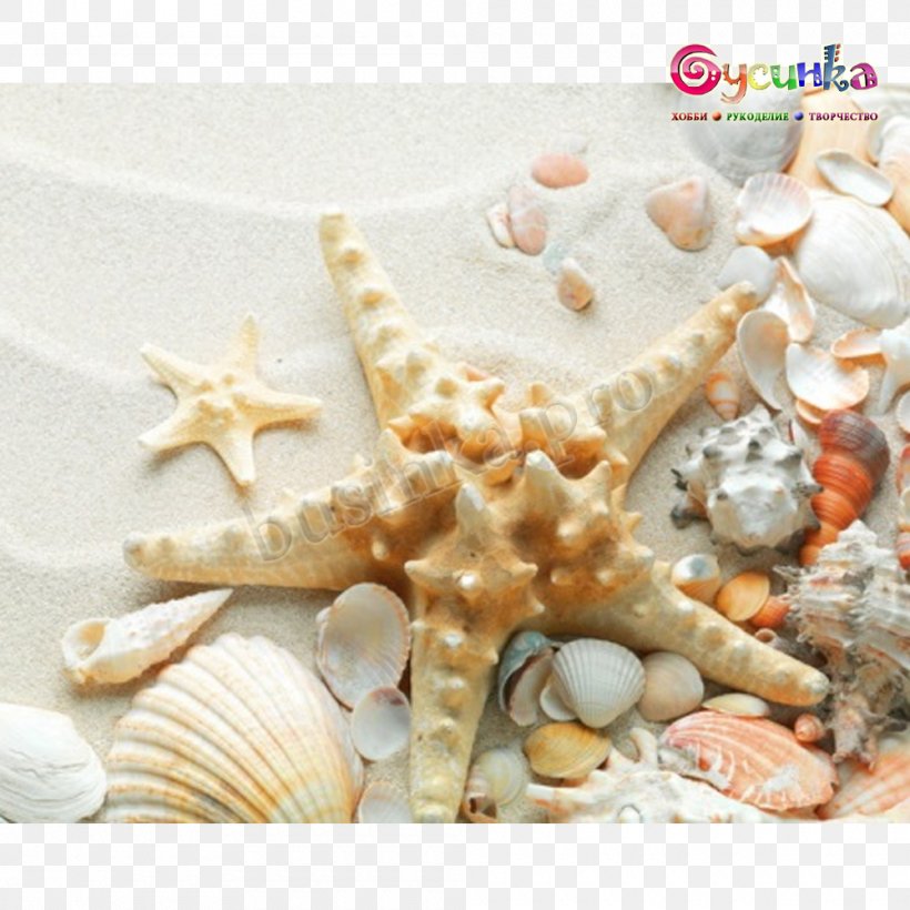 Seashell Sand Mollusc Shell Shell Beach, PNG, 1000x1000px, Seashell, Beach, Hotel, Lambis, Material Download Free