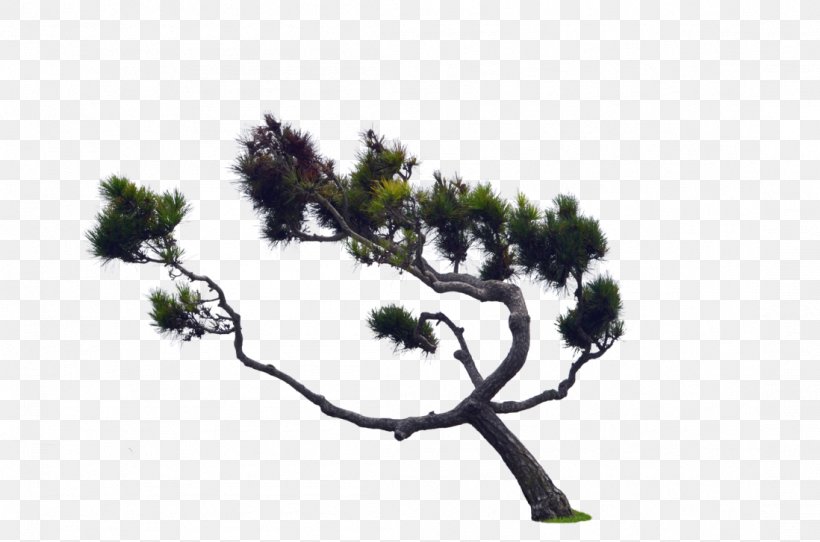 Tree Conifer Cone Scots Pine Fir, PNG, 1098x727px, Tree, Arecaceae, Branch, Cedar, Conifer Download Free