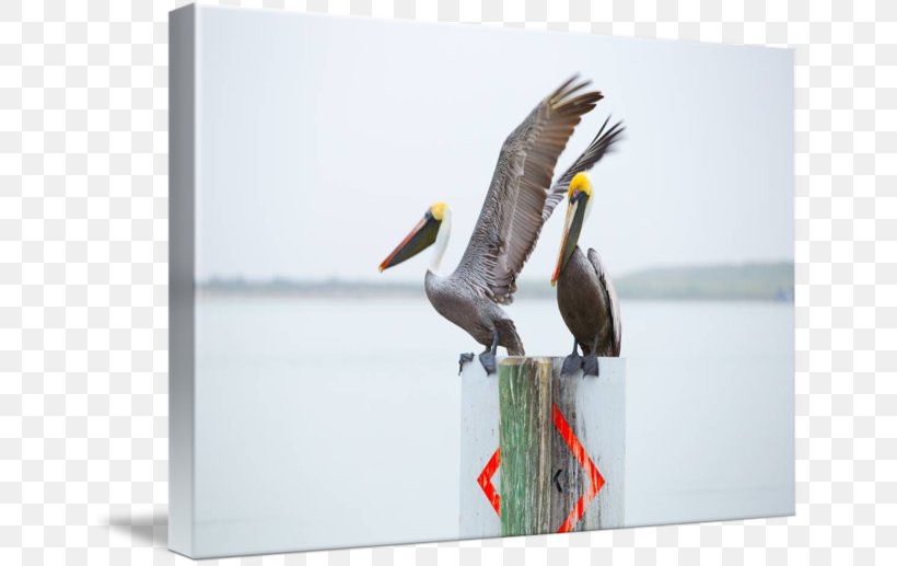 Beak Seabird, PNG, 650x517px, Beak, Bird, Fauna, Seabird, Wing Download Free