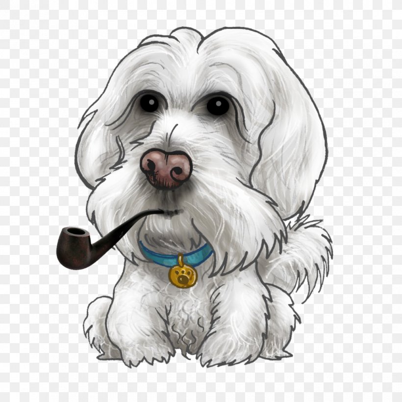 Maltese Dog Havanese Dog Little Lion Dog Puppy Schnoodle, PNG, 1030x1030px, Maltese Dog, Bichon, Breed, Carnivoran, Cavachon Download Free