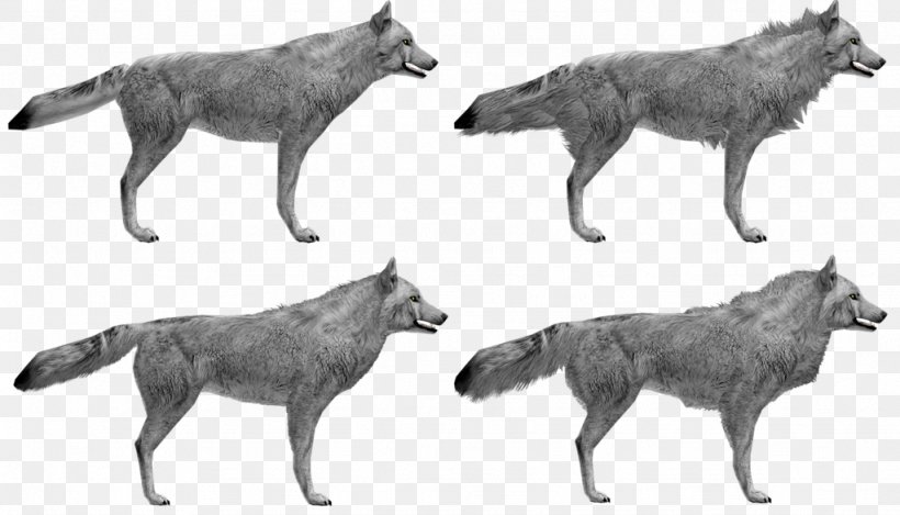 Czechoslovakian Wolfdog Saarloos Wolfdog Coyote Beagle, PNG, 1024x586px, Czechoslovakian Wolfdog, Alaskan Tundra Wolf, Animal, Beagle, Black And White Download Free