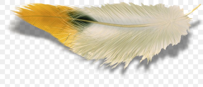 Feather Wing Photography Clip Art, PNG, 1280x550px, Feather, Color, Creativity, Material, Orange Download Free