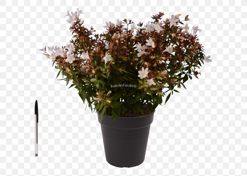 Flowerpot Shrub Tree Houseplant, PNG, 600x584px, Flowerpot, Evergreen, Flower, Flowering Plant, Herb Download Free