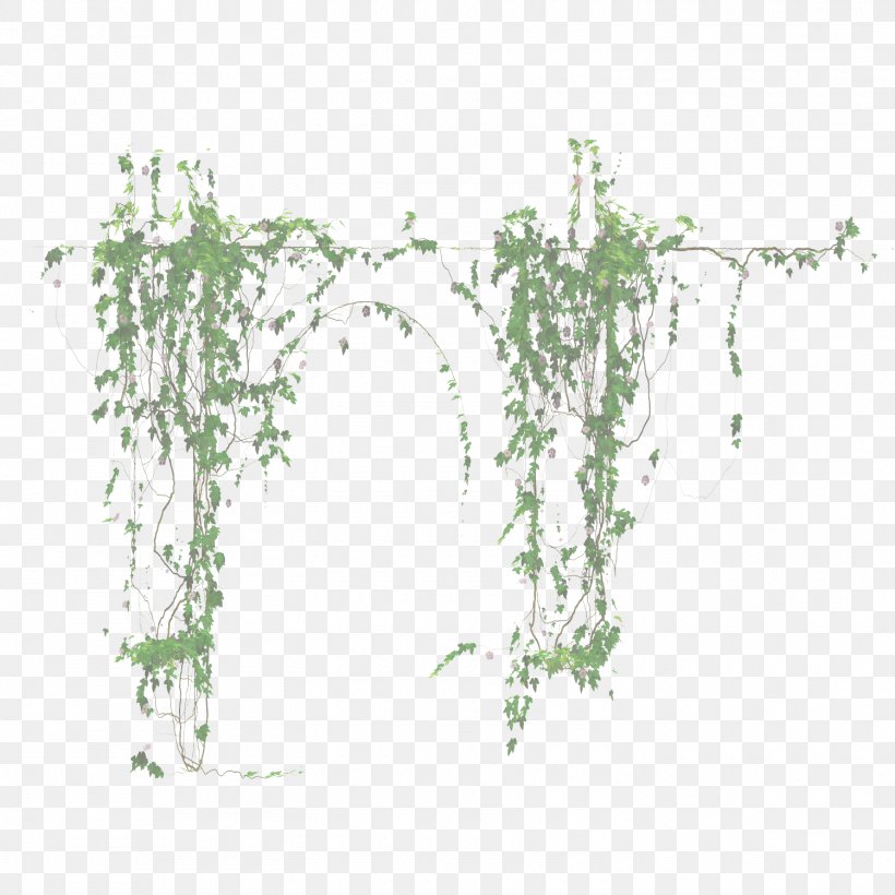 Ivy, PNG, 1500x1500px, Green, Flower, Ivy, Ivy Family, Plant Download Free