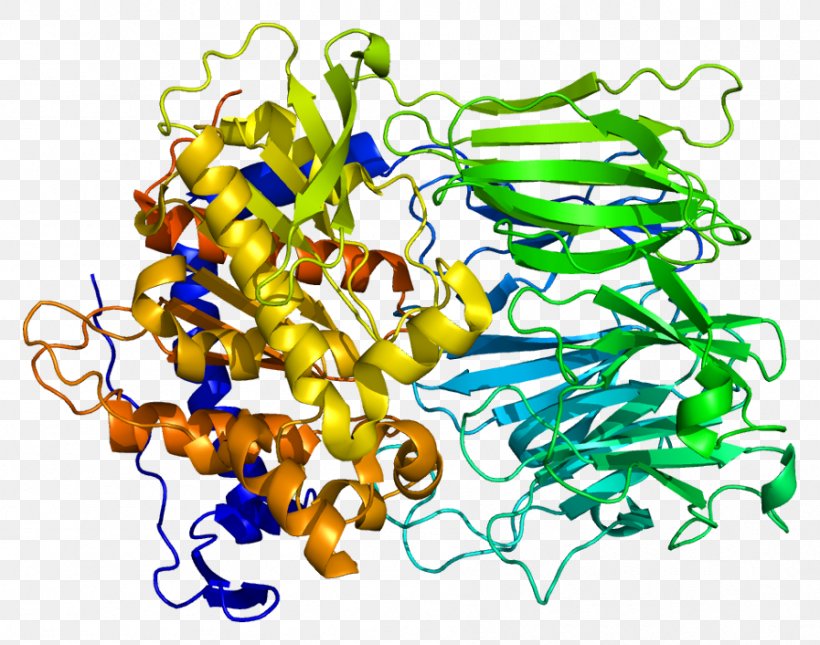 Prolyl Endopeptidase Protease Enzyme Oligopeptidase, PNG, 897x706px, Prolyl Endopeptidase, Art, Betapropeller, Celiac Disease, Endopeptidase Download Free