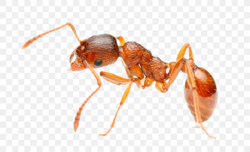 Red Imported Fire Ant Insect Pest Hymenopterans, PNG, 750x500px, Ant, Amdro, Ant Colony, Arthropod, Electric Ant Download Free