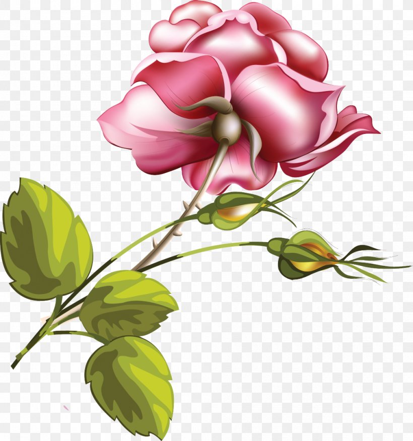 Flower Rose Pink, PNG, 1010x1080px, Flower, Blossom, Branch, Color, Colorfulness Download Free
