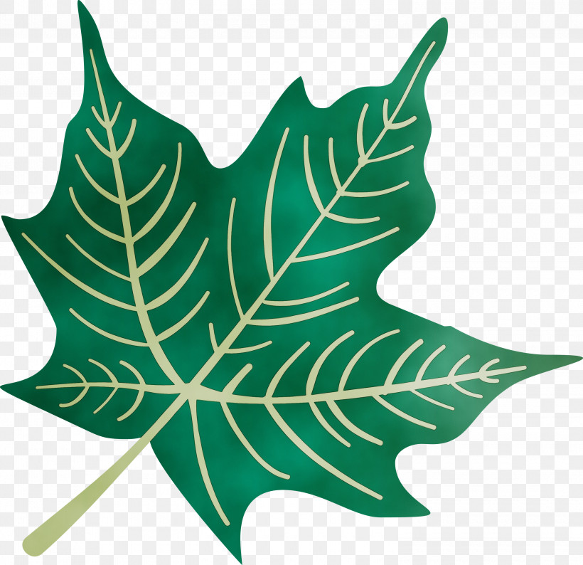 Plant Stem Leaf M-tree Tree Plants, PNG, 3000x2905px, Autumn Leaf, Biology, Colorful Leaf, Colorful Leaves, Colourful Foliage Download Free