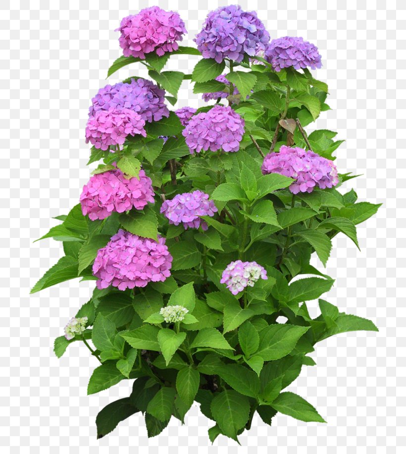 Psd Clip Art Desktop Wallpaper Image, PNG, 750x916px, Flower, Annual Plant, Cornales, Flower Garden, Flowering Plant Download Free