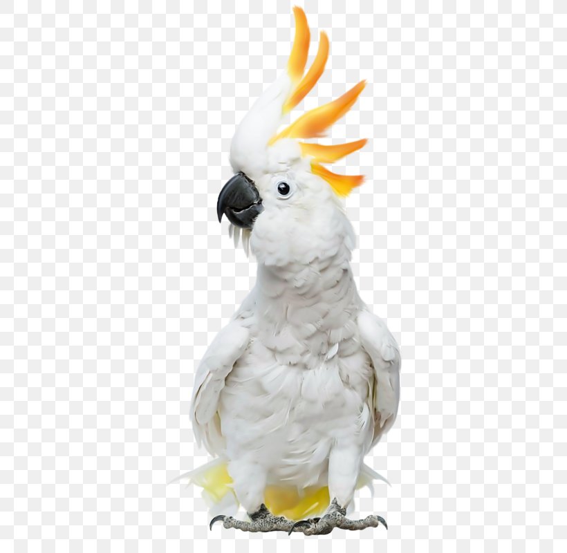 Cockatoos: Cockatoo Facts & Information, Where To Buy, Health, Diet, Lifespan, Types, Breeding, Fun Facts And More! A Complete Cockatoo Pet Guide Cockatiel Sulphur-crested Cockatoo, PNG, 365x800px, Cockatoo, Beak, Bird, Cat, Cockatiel Download Free