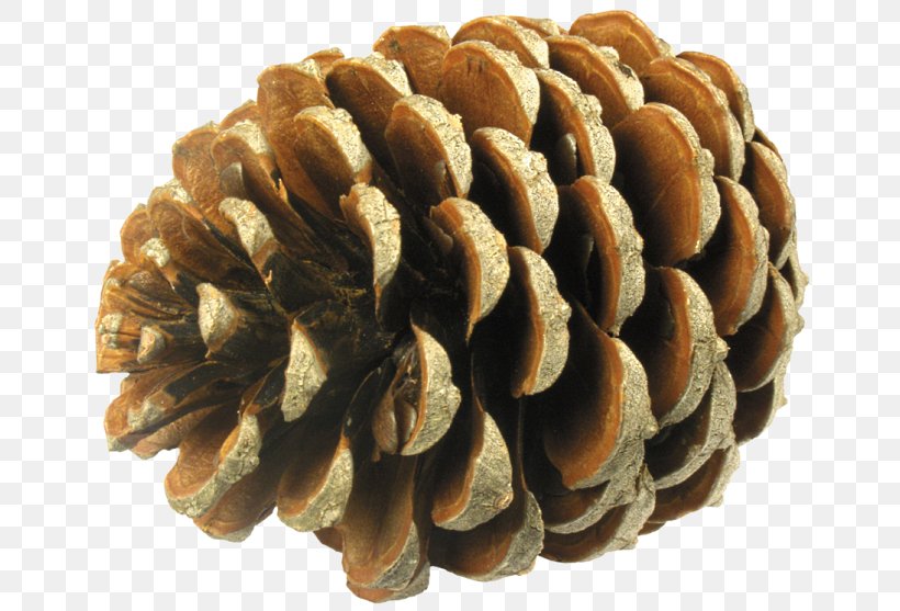 Conifer Cone Tree Pine Needle Spruce, PNG, 670x557px, Conifer Cone, Acorn, Conifers, Fir, Leaf Download Free