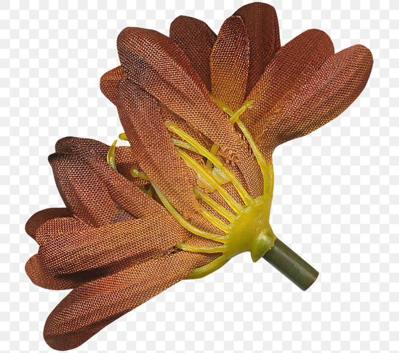 Flower Petal Plant, PNG, 725x725px, Flower, Petal, Plant Download Free