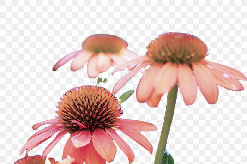 Purple Coneflower Coneflower Flower Petal Plant, PNG, 2448x1632px, Purple Coneflower, Coneflower, Daisy Family, Flower, Gerbera Download Free