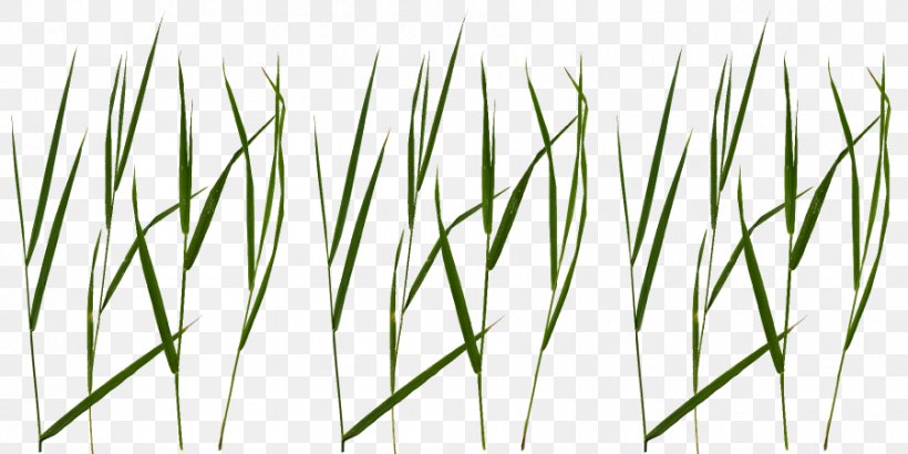 Blade Lawn Clip Art Texture Mapping, PNG, 900x450px, Blade, Chrysopogon Zizanioides, Commodity, Cutting, Grass Download Free