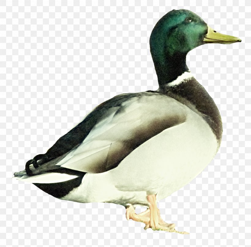 Mallard Duck, PNG, 1357x1335px, Mallard, Alexandre Pato, Beak, Bird, Duck Download Free