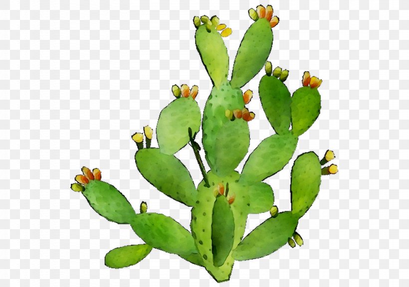 Barbary Fig Eastern Prickly Pear Plant Stem Plants, PNG, 1587x1116px, Barbary Fig, Botany, Bud, Cactus, Caryophyllales Download Free
