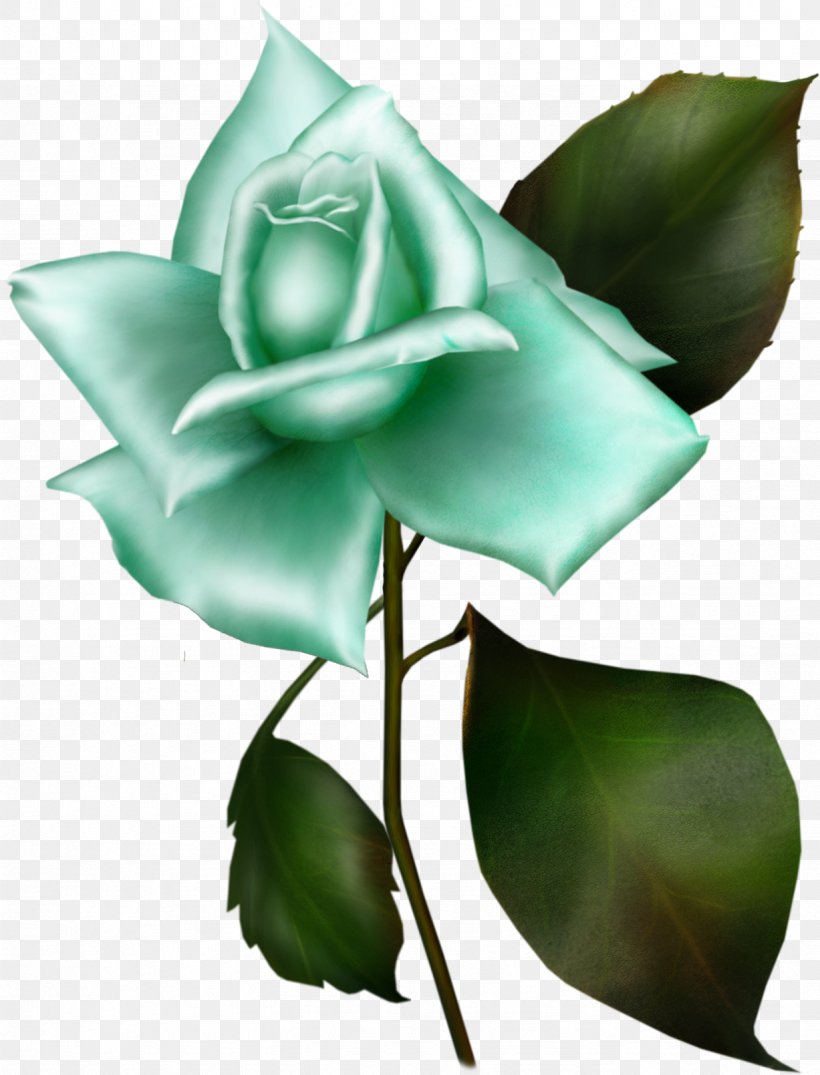Garden Roses Rosa Gallica Flower Blue Rose Lilac, PNG, 1227x1610px, Garden Roses, Blue Rose, Bud, Cut Flowers, Flora Download Free