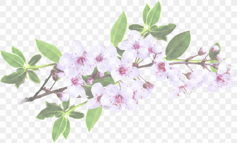 Park Garden Cherry Blossom .ru Vintage Clothing, PNG, 4233x2553px, Park, Blossom, Book, Branch, Cherry Blossom Download Free