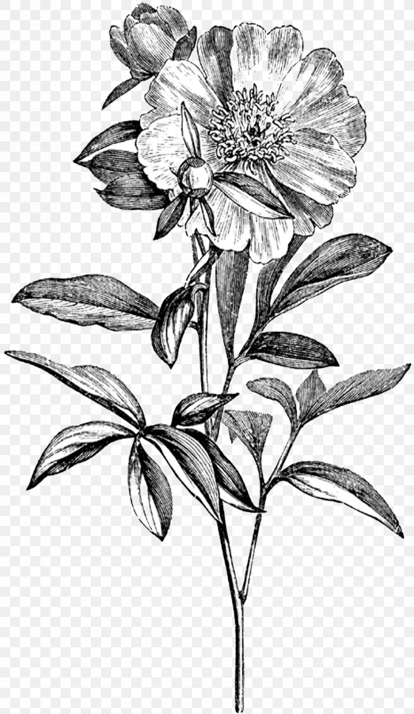 Peony Botany Drawing Clip Art, PNG, 929x1600px, Peony, Artwork, Black And White, Botanical Illustration, Botany Download Free