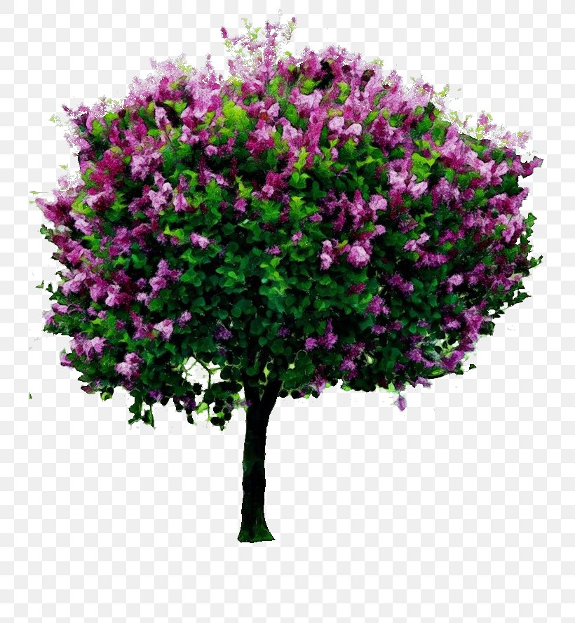 Tree Transparency Common Lilac Shrub Syringa Meyeri, PNG, 736x888px, Watercolor, Bougainvillea, Branch, Common Lilac, Crape Myrtle Download Free
