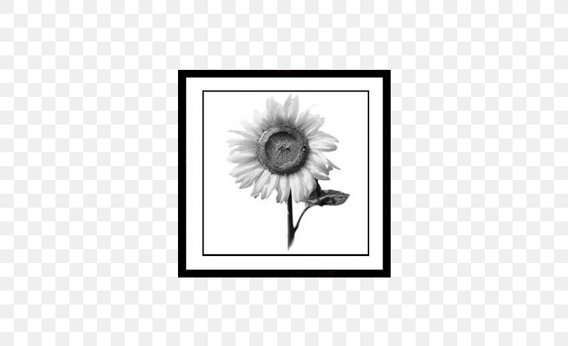 Painting Black And White Picture Frame, PNG, 557x500px, Painting, Artwork, Black And White, Drawing, Flora Download Free