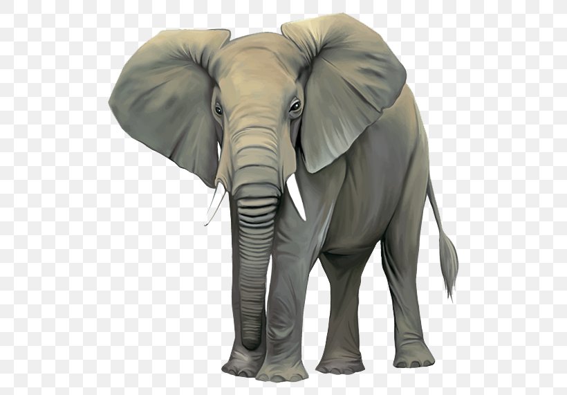 African Bush Elephant Asian Elephant Clip Art, PNG, 750x571px, African Bush Elephant, African Elephant, Asian Elephant, Drawing, Elephant Download Free