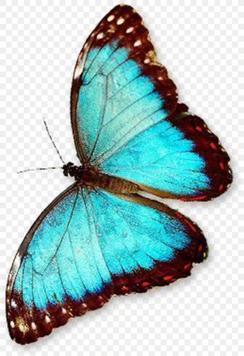 Butterfly, PNG, 1080x1576px, Turquoise, Aqua, Blue, Brush Footed Butterfly, Butterfly Download Free