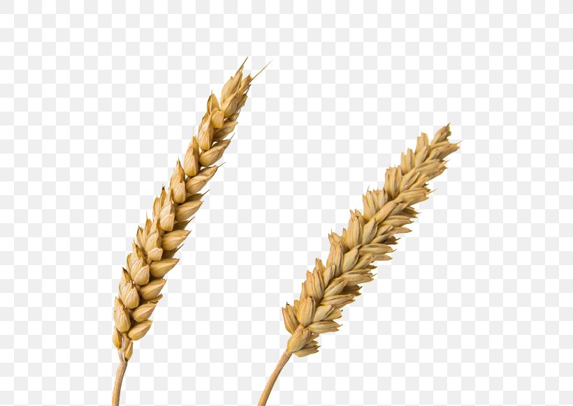 Emmer Einkorn Wheat Durum Spelt Common Wheat, PNG, 600x582px, Emmer, Broomcorn, Cereal, Cereal Germ, Commodity Download Free