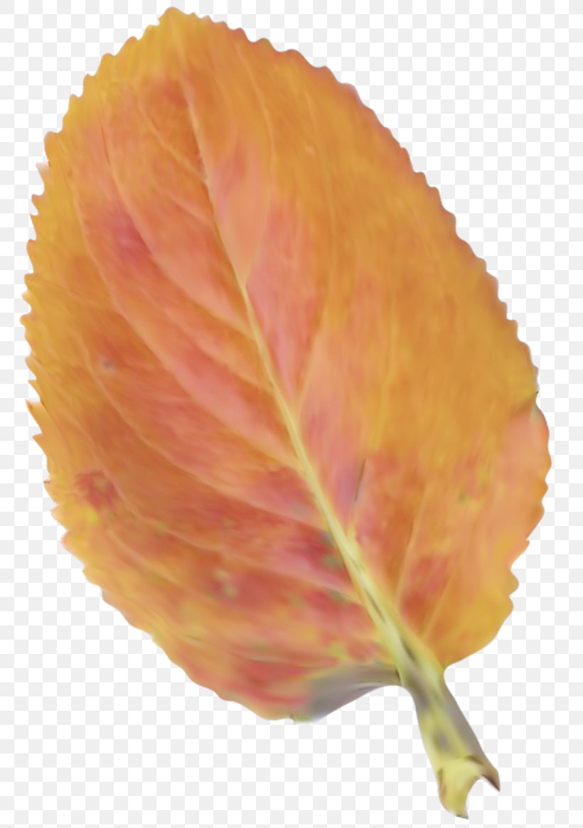 Orange, PNG, 800x1165px, Leaf, Deciduous, Flower, Orange, Petal Download Free