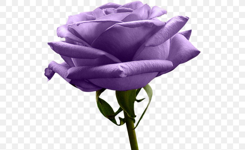 Rose Purple Yellow Flower Lavender, PNG, 526x502px, Rose, Bud, Color, Cut Flowers, Flower Download Free