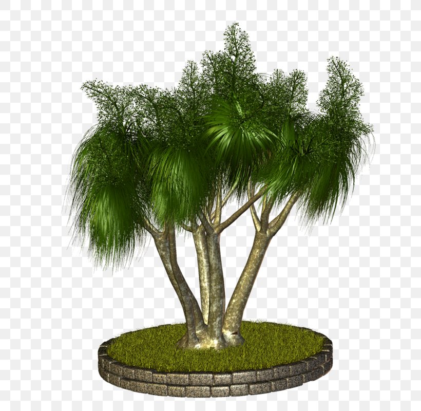 Arecaceae Tree Plant Asian Palmyra Palm, PNG, 676x800px, Arecaceae, Arecales, Asian Palmyra Palm, Bonsai, Borassus Download Free