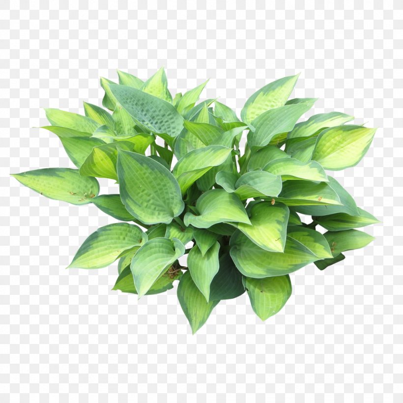 Embryophyta Plantain Lilies, PNG, 1024x1024px, Embryophyta, Aquatic Plants, Flowerpot, Herb, Internet Explorer Download Free