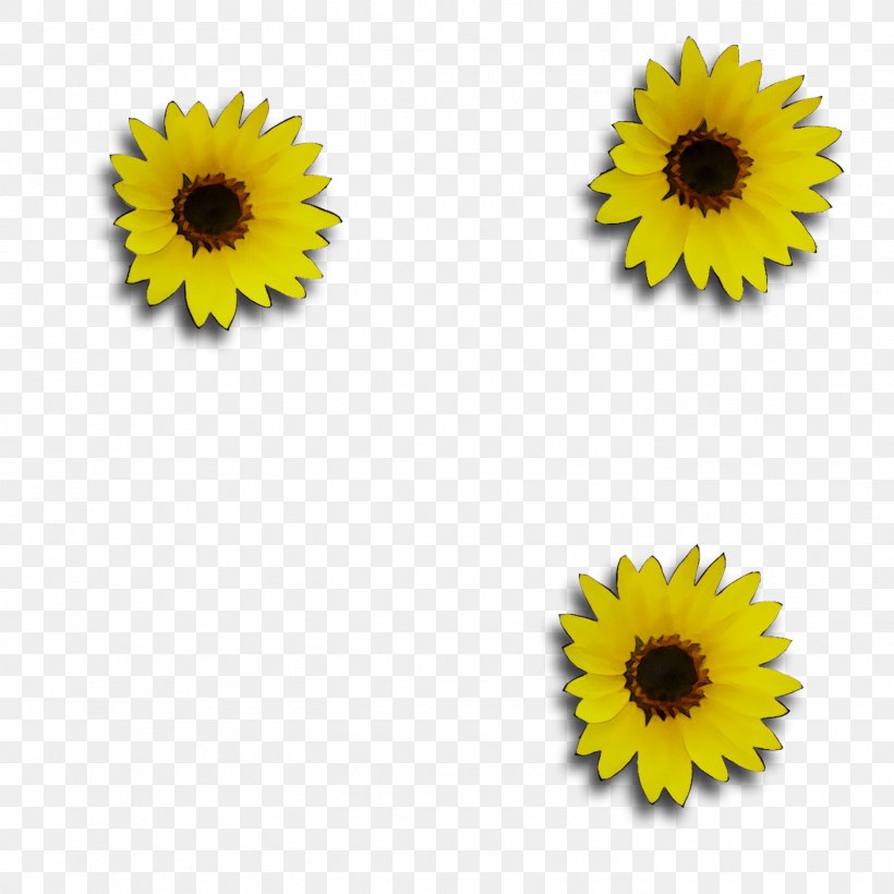 Yellow Sunflower, PNG, 1404x1404px, Yellow, Asterales, Cuisine, Daisy Family, Flower Download Free
