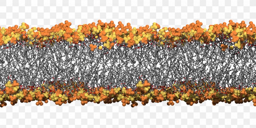 Cell Membrane Biological Membrane Bacteria University Of Queensland Simulation, PNG, 2000x1000px, Cell Membrane, Bacteria, Bacterial Outer Membrane, Biological Membrane, Cell Download Free