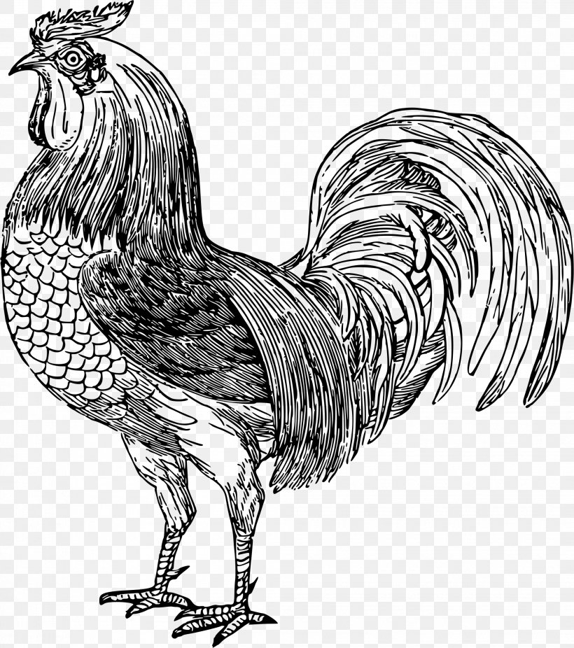 Rooster Silkie Fowl Cock Egg Poultry, PNG, 2085x2355px, Rooster, Animal Figure, Art, Artwork, Beak Download Free