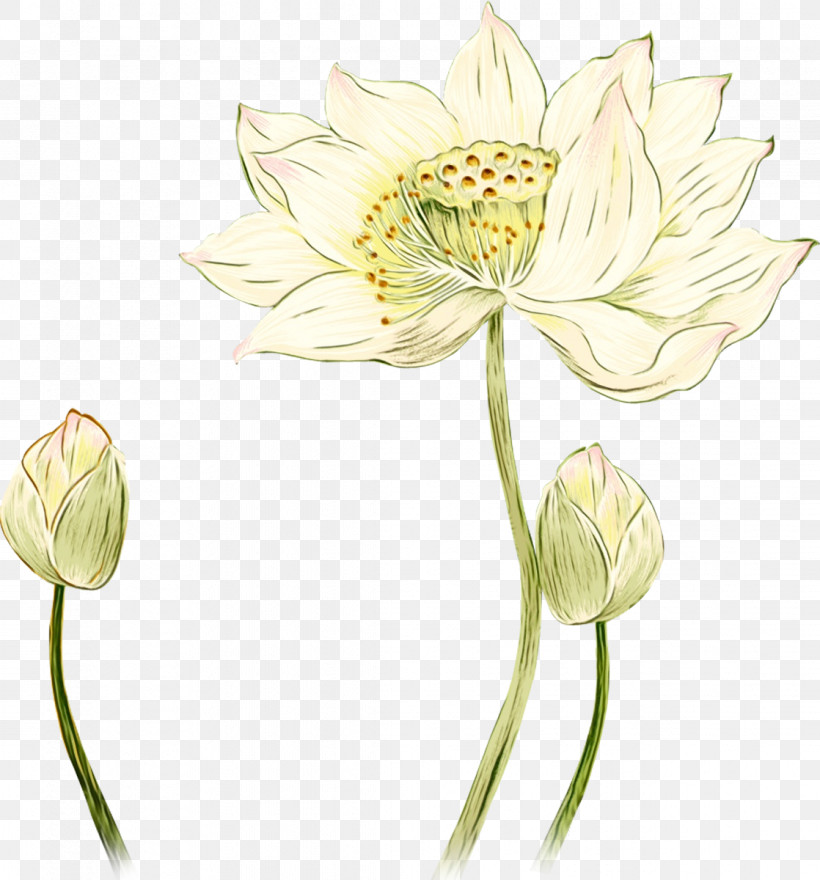 Flower Plant Pedicel Yellow Petal, PNG, 1118x1200px, Watercolor, Aquatic Plant, Cut Flowers, Flower, Lotus Family Download Free