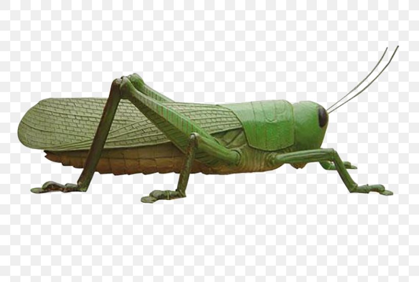 Grasshopper Locust Insect Caelifera, PNG, 795x552px, Grasshopper, Animal, Arthropod, Caelifera, Cricket Like Insect Download Free