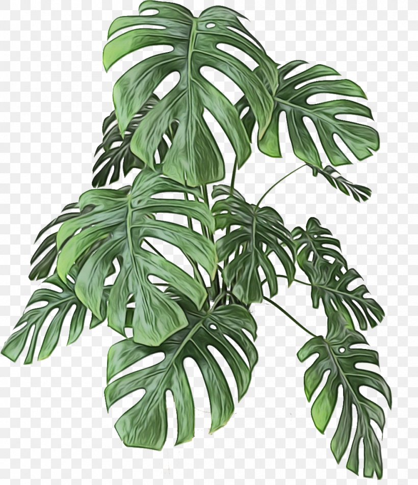 Monstera Deliciosa Leaf Plant Houseplant Flower, PNG, 988x1148px, Watercolor, Alismatales, Arrowroot Family, Flower, Flowering Plant Download Free