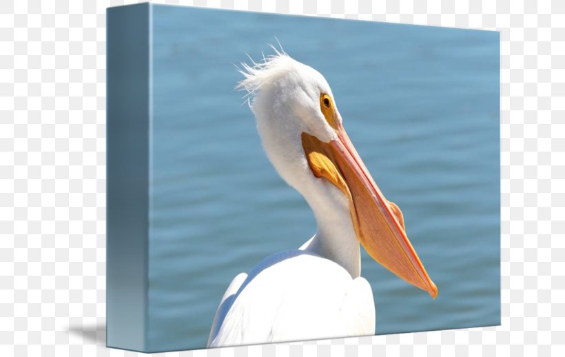 Pelican Products Beak Feather, PNG, 650x518px, Pelican, Beak, Bird, Feather, Pelecaniformes Download Free