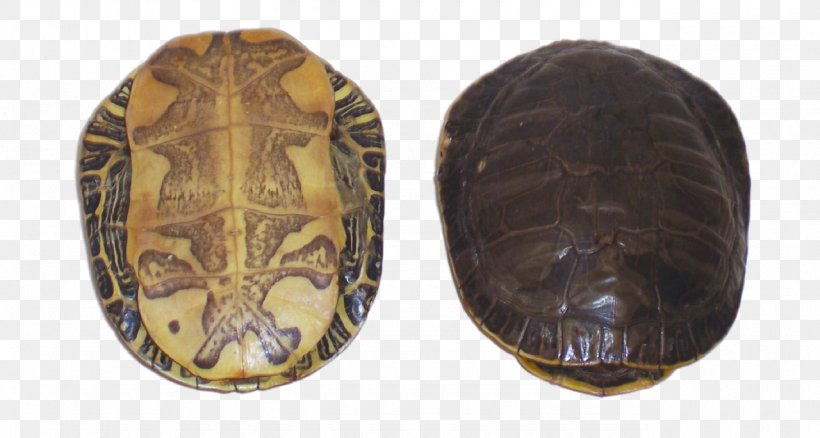 Box Turtles Tortoise, PNG, 1280x685px, Box Turtles, Box Turtle, Emydidae, Reptile, Tortoise Download Free