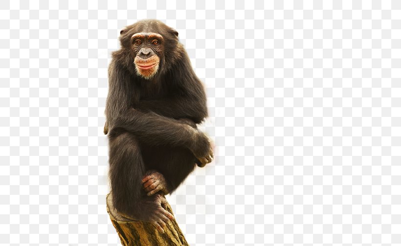 Common Chimpanzee Gorilla Monkey Blessed, PNG, 535x505px, Common Chimpanzee, Animal, Blessed, Chimpanzee, Drawing Download Free