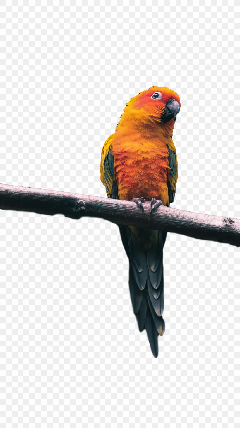 Lovebird, PNG, 1012x1800px, Macaw, Beak, Feather, Loriini, Lovebird Download Free