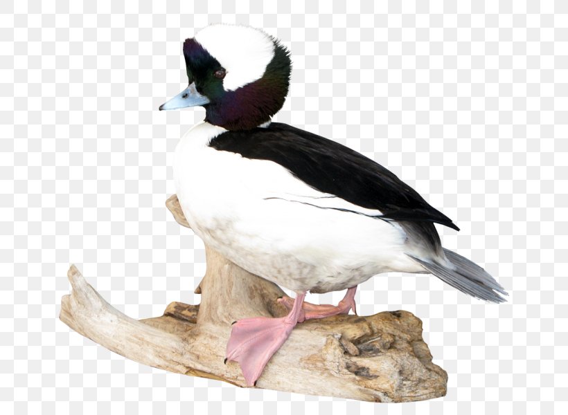 Mallard Seaducks Fauna Beak, PNG, 688x600px, Mallard, Beak, Bird, Duck, Ducks Geese And Swans Download Free